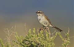 Bell's Sparrow
